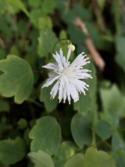 Thalictrum urbainii