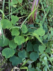 Thalictrum urbainii