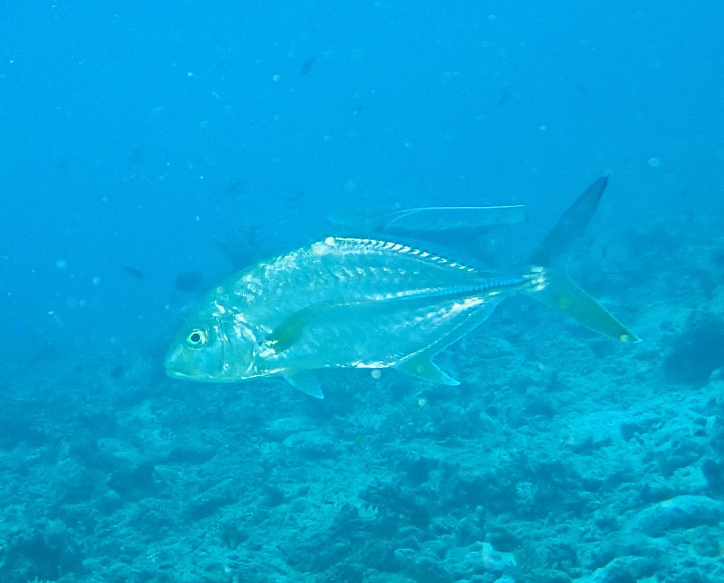 Coachwhip Trevally