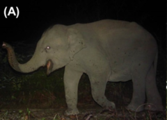 Elephas maximus