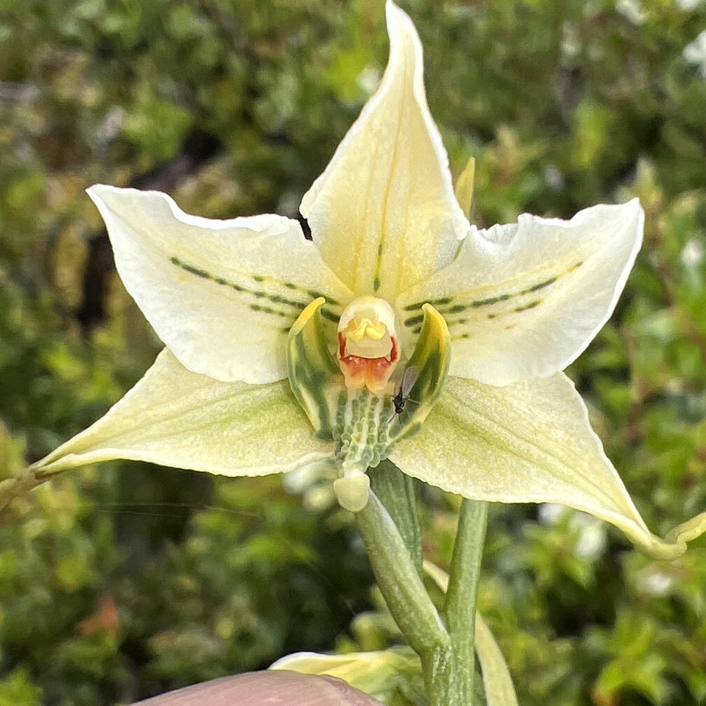 Gavilea araucana