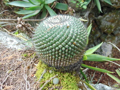 Mammillaria orcuttii