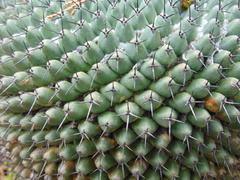 Mammillaria orcuttii