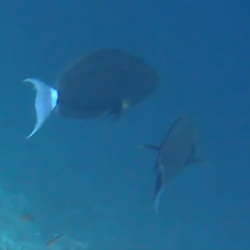 Black surgeonfish (Acanthurus gahhm) — Acanthuridae