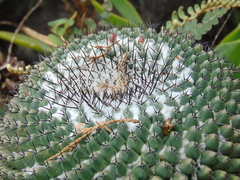 Mammillaria orcuttii