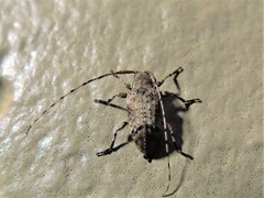 Sternidius mimeticus