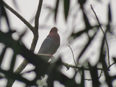 Patagioenas squamosa