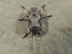 Sternidius mimeticus