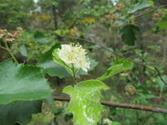 Mountain Rowan (Karpatiosorbus)