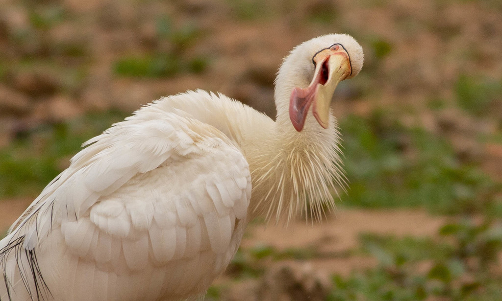 Yellow-Billed Spoonbill