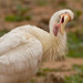 Yellow-billed Spoonbill - Photo (c) Paul Fenwick, some rights reserved (CC BY-NC), uploaded by Paul Fenwick