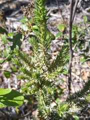 Epacris marginata