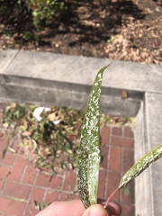 Eucalyptolyma maideni