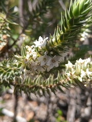 Epacris marginata