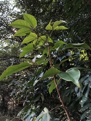 Crateva adansonii formosensis