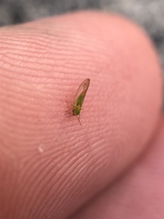 Eucalyptolyma maideni