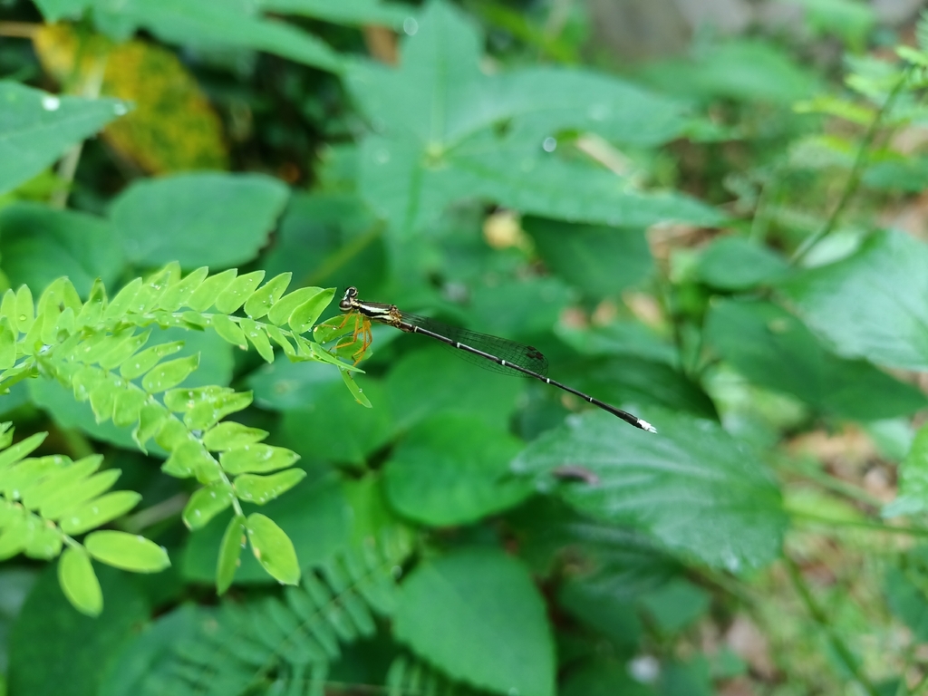 Copera marginipes (Copera marginipes)