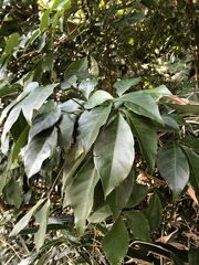 Crateva adansonii formosensis