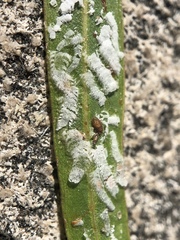 Eucalyptolyma maideni