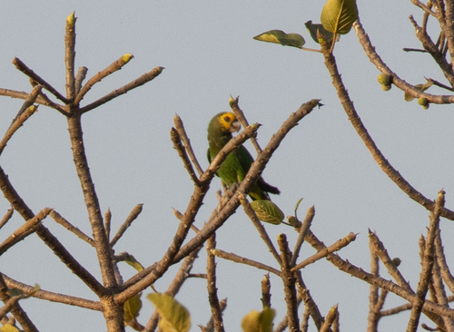 Yellow-fronted Parrot (Poicephalus flavifrons), photo 7