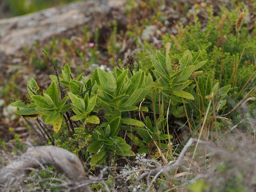 Maungaraho Rock Hebe (Veronica saxicola)
