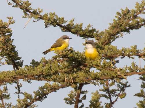 Green-backed Eremomela (Eremomela canescens)