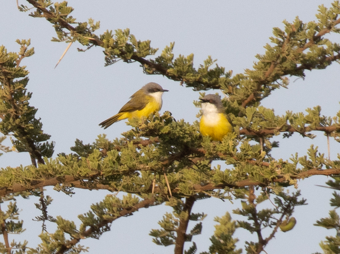 Green-backed Eremomela (Eremomela canescens), photo 1