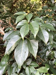 Crateva adansonii formosensis