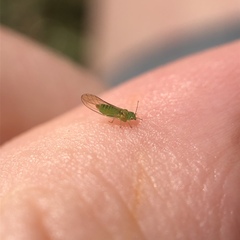 Eucalyptolyma maideni