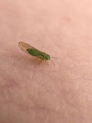 Eucalyptolyma maideni