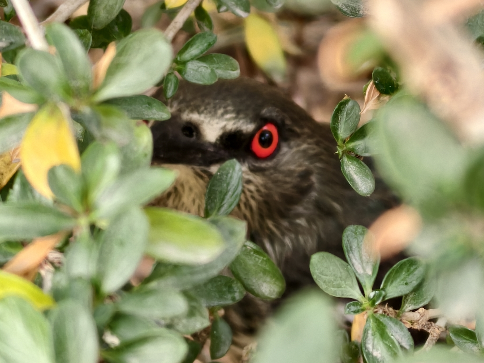 Asian Glossy Starling (Aplonis panayensis), photo 8