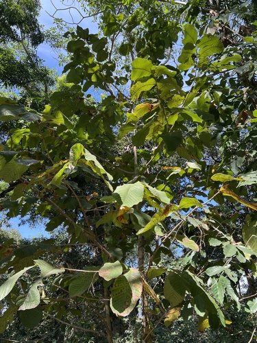 Annona purpurea (Annona purpurea)