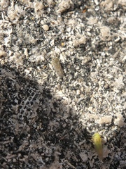 Cryptoneossa triangula