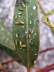 Cryptoneossa triangula