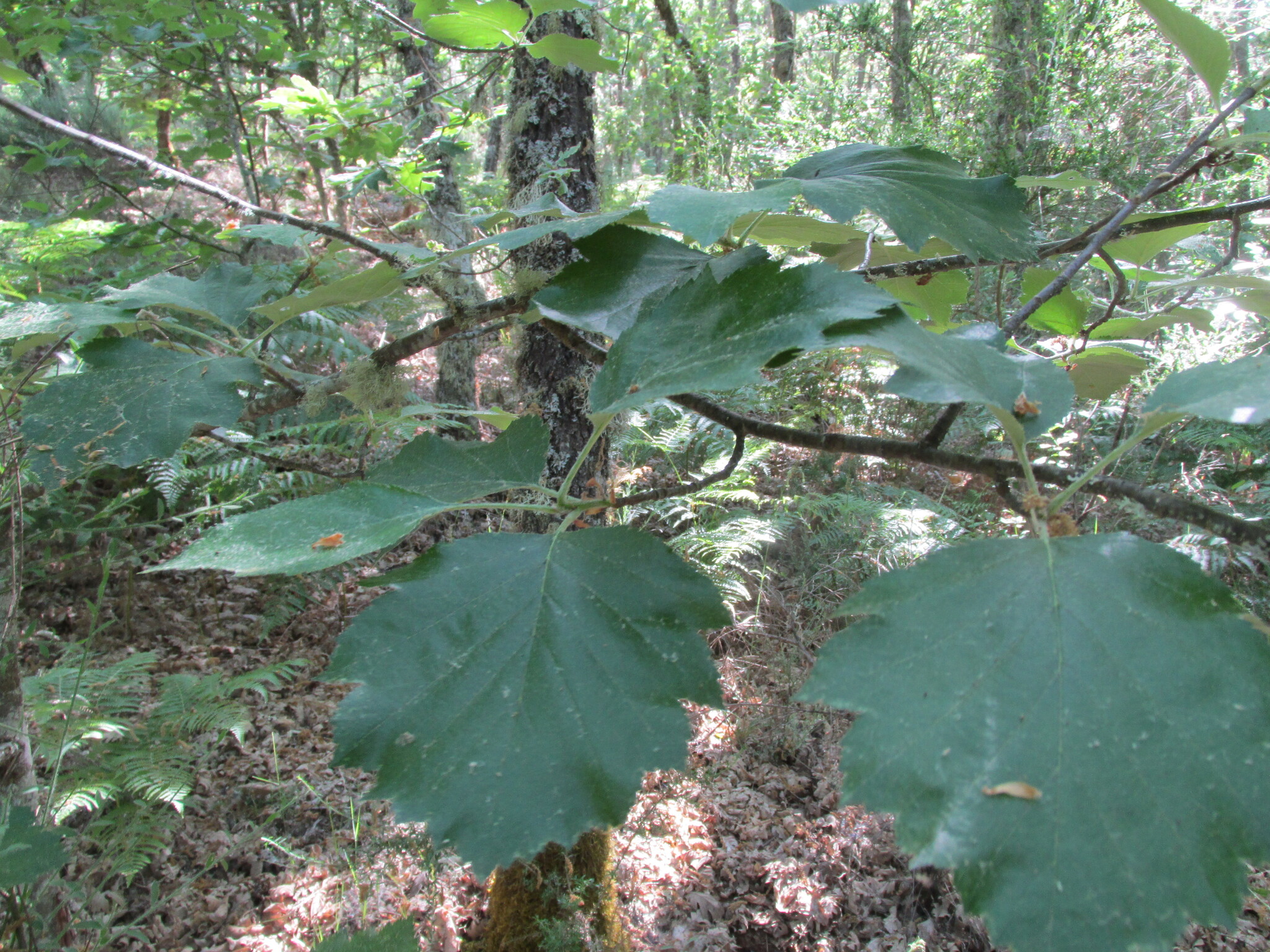 Broad-Leaved Whitebeam (Karpatiosorbus latifolia)