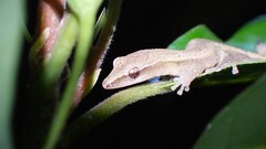 Pemba Island Clawless Gecko photo 5