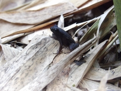 Caracas Collared Frog photo 1