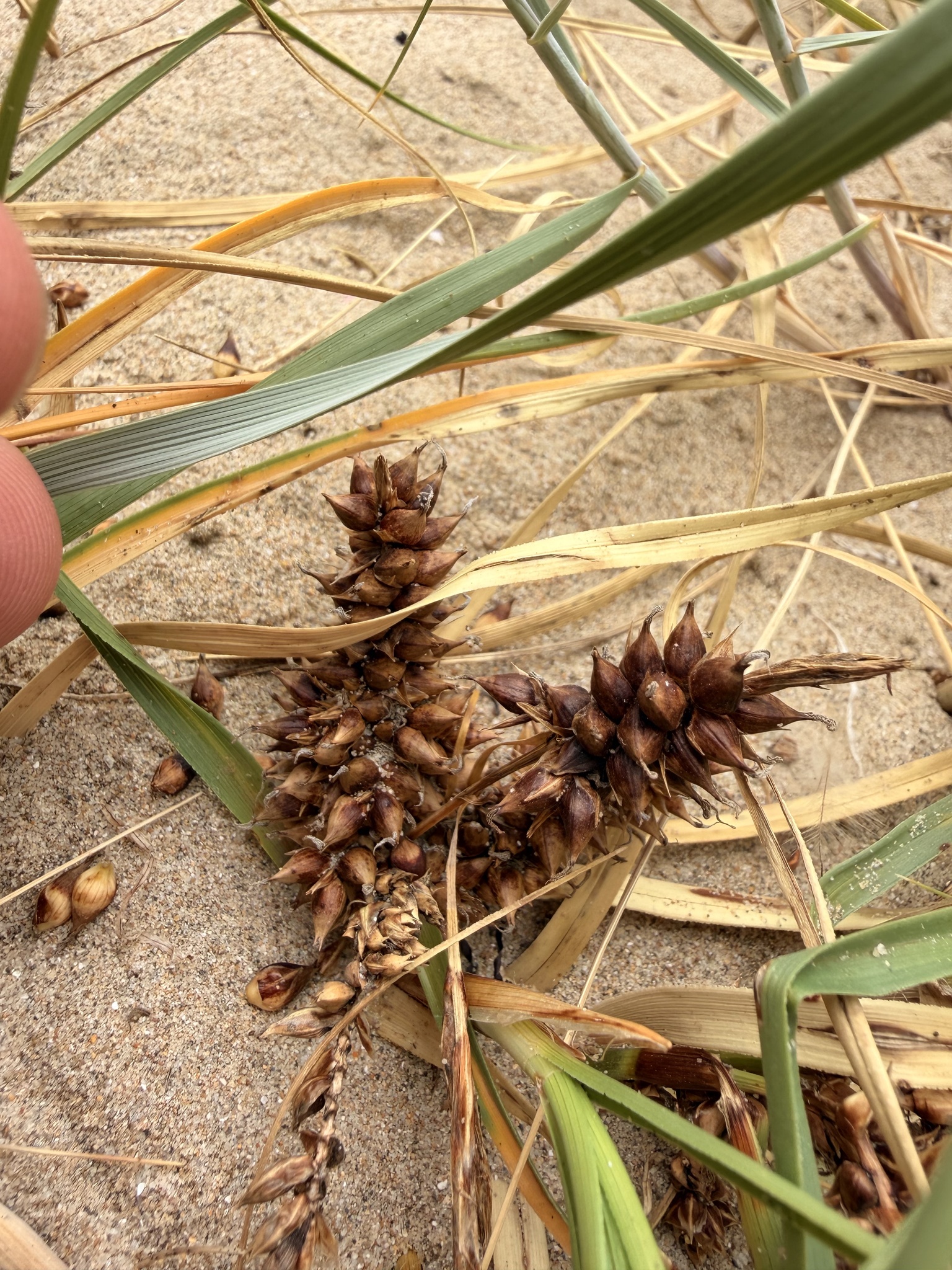 Imagem de Carex pumila