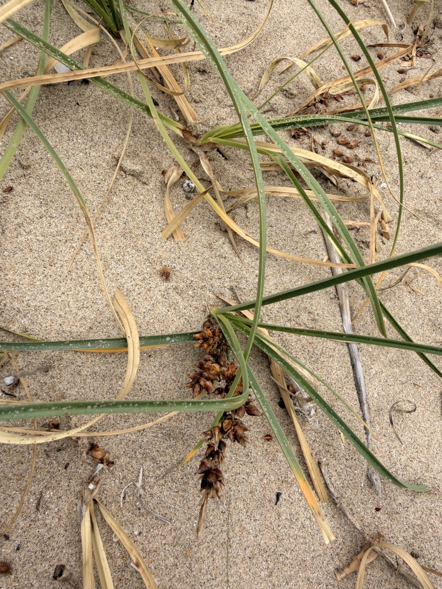 Imagem de Carex pumila