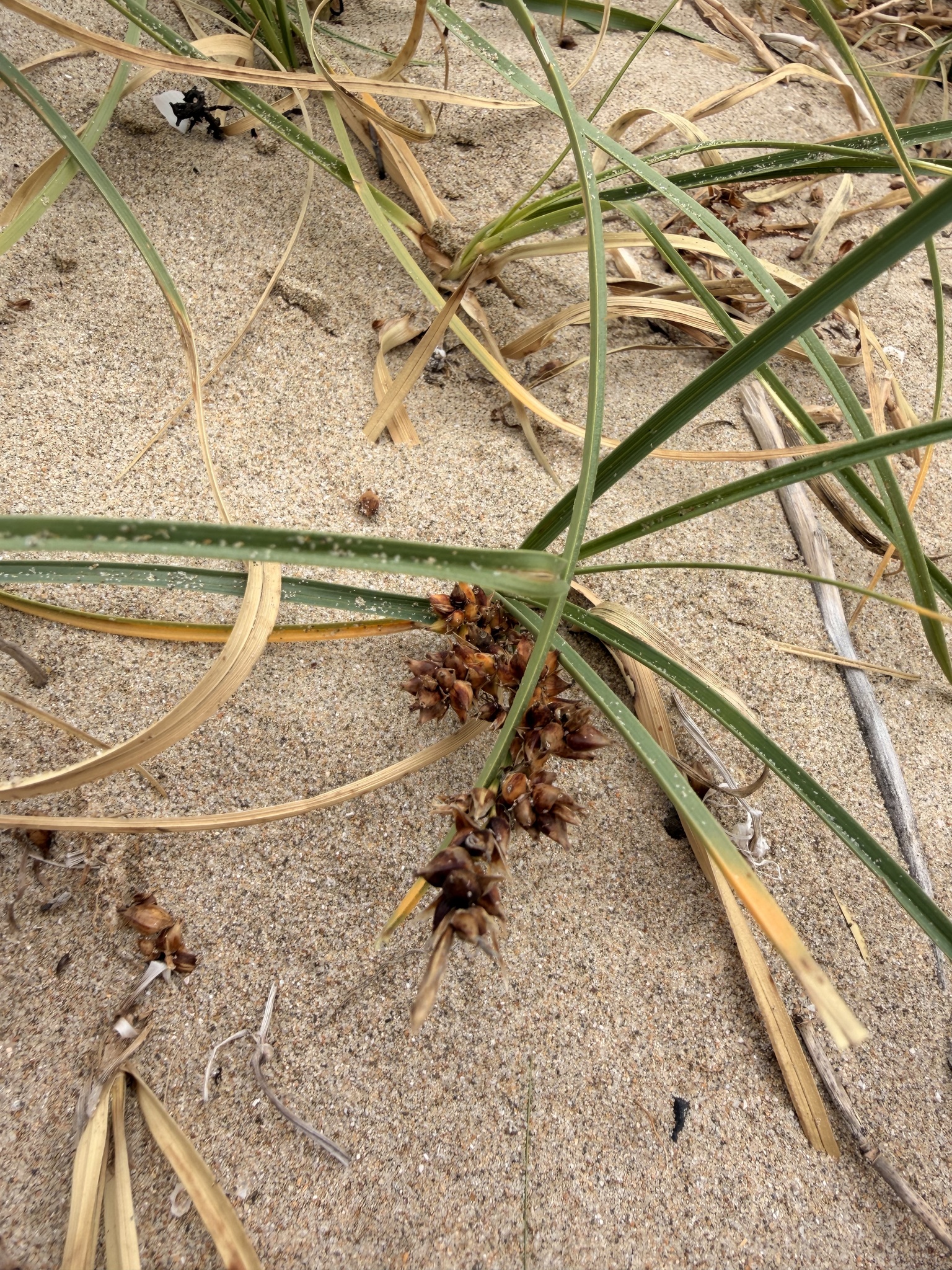 Imagem de Carex pumila