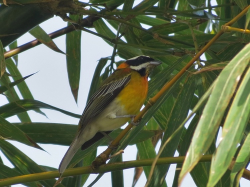 Spindalis portoricensis