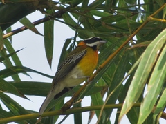 Spindalis portoricensis