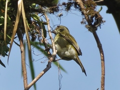 Spindalis portoricensis