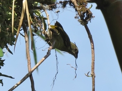 Spindalis portoricensis