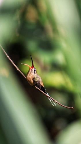 Planalto Hermit