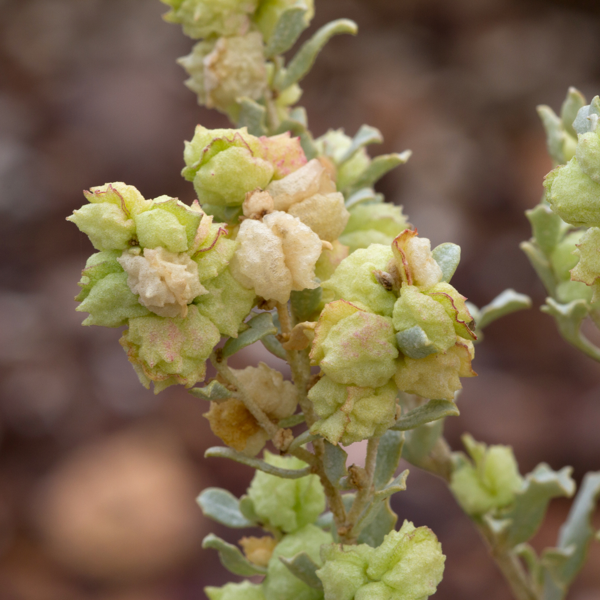 Atriplex vesicaria