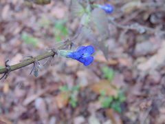 Salvia villosa