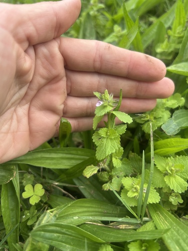 Stachys arvensis observed 2026-01-15