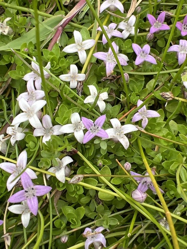 Oldenlandia salzmannii, photograph 4