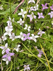 Oldenlandia salzmannii, photograph (c) Andy Jordan, some rights reserved (CC BY)